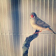 Caged Bird Photograph by Christy Beckwith