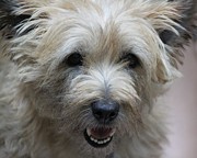 Cairn Terrier - Best little PAL in the world... Photograph by Andrea Lazar
