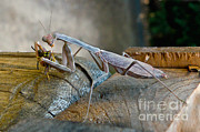 California Mantis Feeding Photograph by Ron Sanford California Mantis Feeding Photograph by Ron Sanford