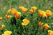 California Poppies Photograph by Science Photo Library