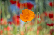 California Poppy Photograph by Tim Gainey