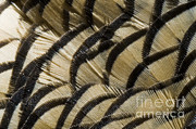 California Quail Breast Feathers Photograph by William H. Mullins California Quail Breast Feathers Photograph by William H. Mullins