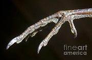 California Quail Foot Photograph by William H Mullins