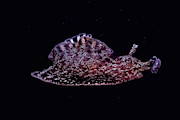 California Sea Hare Photograph by Jeff Rotman