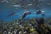 California Sealions Photograph by Greg Ochocki