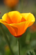 Californian Poppy Photograph by Joy Watson