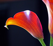 Calla Colors and Curves Photograph by Rona Black