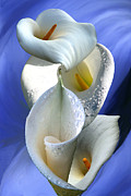 Calla Composition Digital Art by Lisa Yount