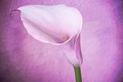 Calla Photograph by Hannes Cmarits