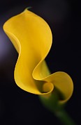 Calla Lily Photograph by Joy Watson Calla Lily Photograph by Joy Watson