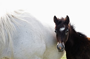 Camargue Horse And Foal Photograph by Franz Aberham