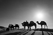 Camels train in the Sahara desert Photograph by Delphimages Photo Creations