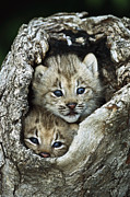 Canada Lynx Kitten Pair Photograph by Konrad Wothe