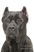Cane Corso Dog Photograph by Jean-Michel Labat