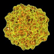 Canine Panleukopenia Virus Photograph by Science Photo Library