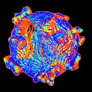 Canine Parvovirus Photograph by Science Photo Library