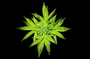 Cannabis Sativa Plant Photograph by Science Photo Library