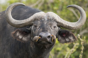 Cape Buffalo And Yellow-billed Oxpecker Photograph by Tui De Roy Cape Buffalo And Yellow-billed Oxpecker Photograph by Tui De Roy