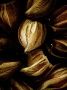 Cape Gooseberries Photograph by Science Photo Library