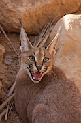 Caracal (caracal Caracal) Photograph by Science Photo Library