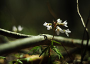 Cardamine Concatenata Cutleaf Toothwort Photograph by Rebecca Sherman