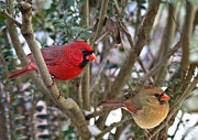 Cardinal Couple Photograph by Jemmy Archer Cardinal Couple Photograph by Jemmy Archer