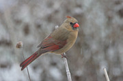 Cardinal in WInter - Female Photograph by Robert E Alter Reflections of Infinity