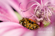 Cardinal Jumping Spider In Flower Photograph by Scott Linstead Cardinal Jumping Spider In Flower Photograph by Scott Linstead