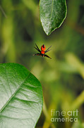 Cardinal Jumping Spider Jumping Photograph by Scott Linstead Cardinal Jumping Spider Jumping Photograph by Scott Linstead