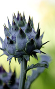 Cardoon Waiting to Bloom Photograph by Julie Palencia