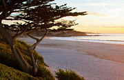 Carmel, California, Cypress Tree Photograph by Bill Bachmann