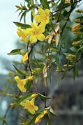 Carolina Jessamine (gelsemium Sempervirens) Photograph by Science Photo Library