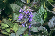 Carpet Bugle Flowers (ajuga Reptans) Photograph by Science Photo Library