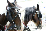 Carriage Horse - 5 Photograph by Linda Shafer