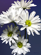 Cascade of White Daisies Photograph by Susan Savad Cascade of White Daisies Photograph by Susan Savad