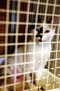 Cat After Surgery Photograph by Science Photo Library