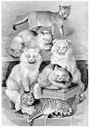 Cat Breeds Photograph by Science Photo Library