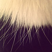 Cat fur Photograph by Nic Squirrell