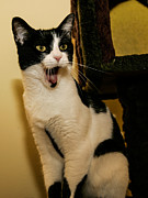 Cat in disbelief Photograph by Jeff Folger