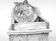 Cat on a Box Drawing by Arthur Fix