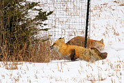 Catch Me if you Can Photograph by Jim Garrison