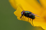 Catch Me If You Can Photograph by Juergen Roth