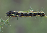 Caterpillar Inching a Fine Blade of Grass Photograph by Mae Wertz