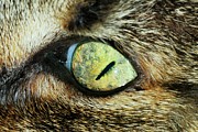 Cat's Eye Photograph by Science Photo Library