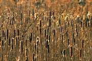 Cattail Marsh Photograph by Pete Federico