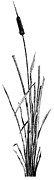 Cattail Drawing by Rob Christensen