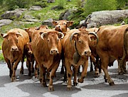 Cattle Herd Being Moved Photograph by Science Photo Library