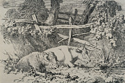 Cattle Resting Drawing by Robert Hills