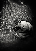 Caught in Your Web Photograph by Rebecca Sherman