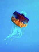 Cauliflower Jellyfish Photograph by Science Photo Library